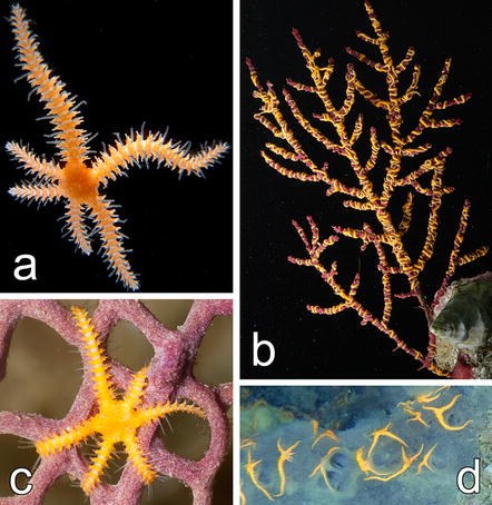 Invasive brittlestars discovered in the Atlantic