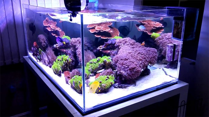 "Invasive" corals never looked so lovely