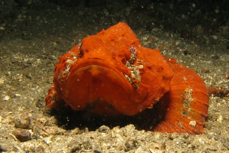 Irishman makes rare catch: a red scorpionfish