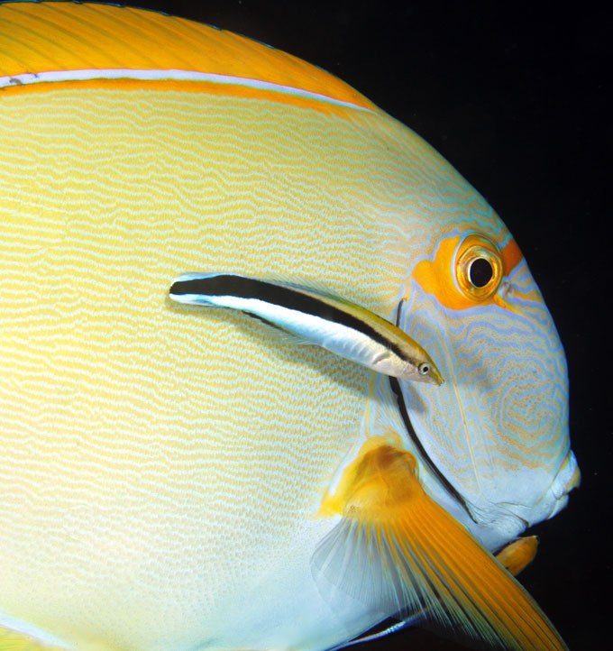 Just how important are Cleaner Wrasses to reef ecosystems?