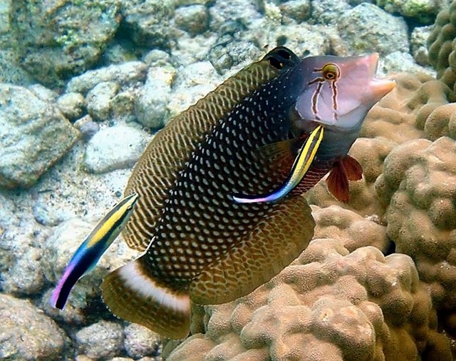 Just say no to cleaner wrasses