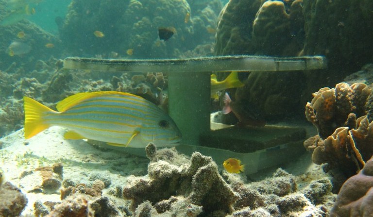 Large fish prefer tabular corals