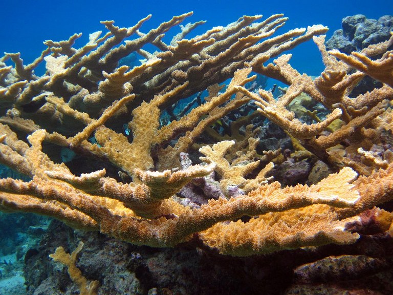 Lawsuit and settlement agreement filed to list 82 species of coral on the endangered species list