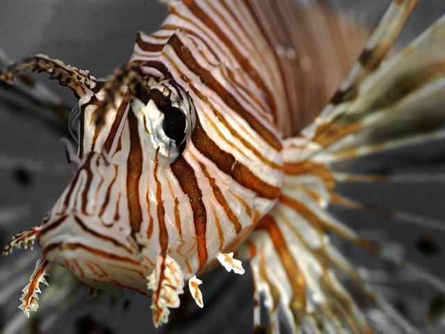 Lionfish are stealth predators to Carribbean prey