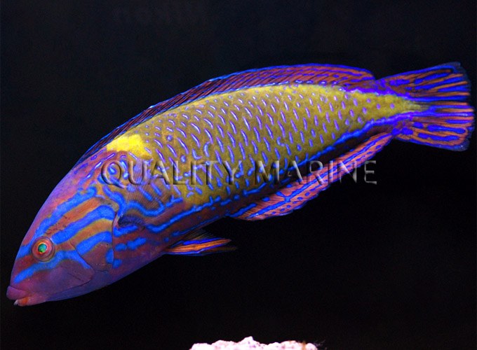 Male Anampses femininus soon available in the hobby for the first time