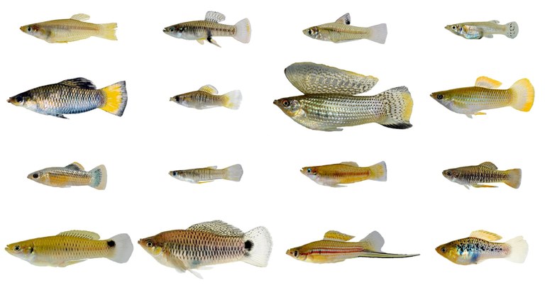 Male livebearing fish are evolving faster than females