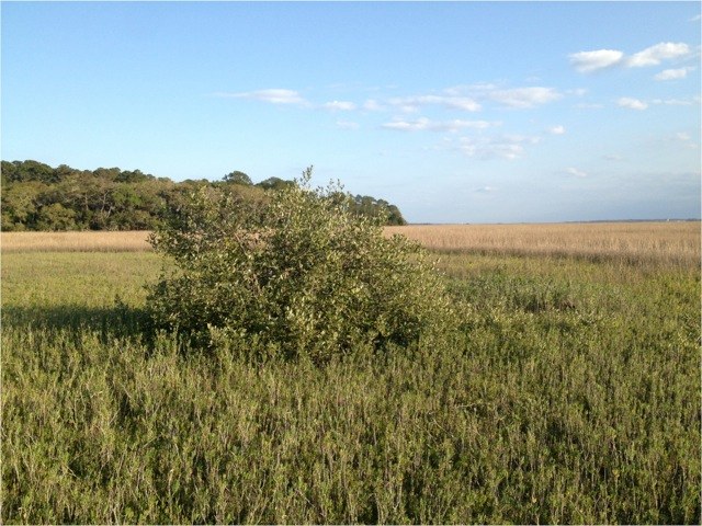 Mangroves marching northward