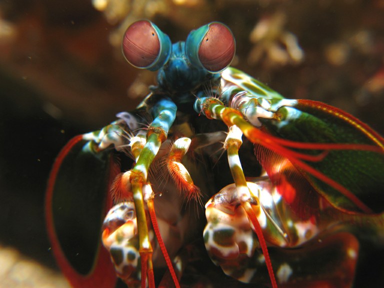 Mantis shrimp claws inspire better body armor