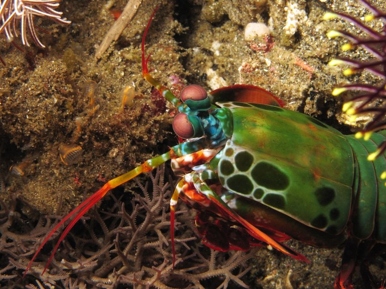 Mantis shrimps teaches us about monogamous relationships