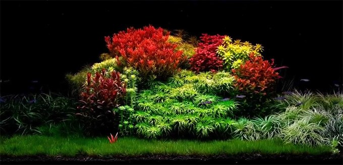 Marian Sterian's magnificent Dutch aquascape