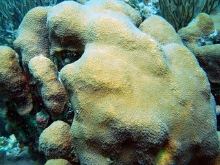 Massive corals more tolerant of increasing temperatures and acidification
