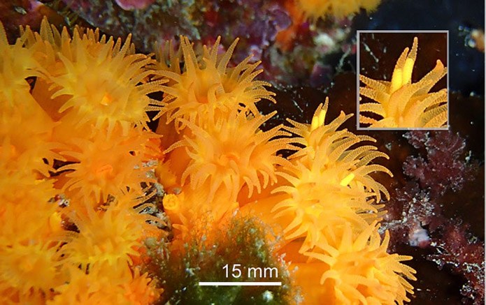 Mediterranean sun corals have an interesting method of reproduction