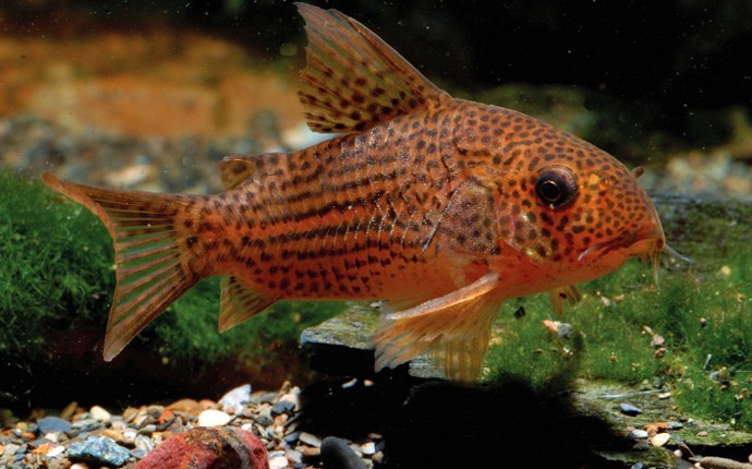 Meet Corydoras eversi, a new cory species