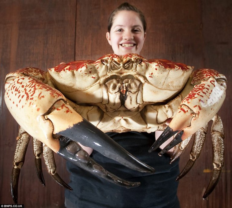 Monster Tasmanian giant crab now at British aquarium
