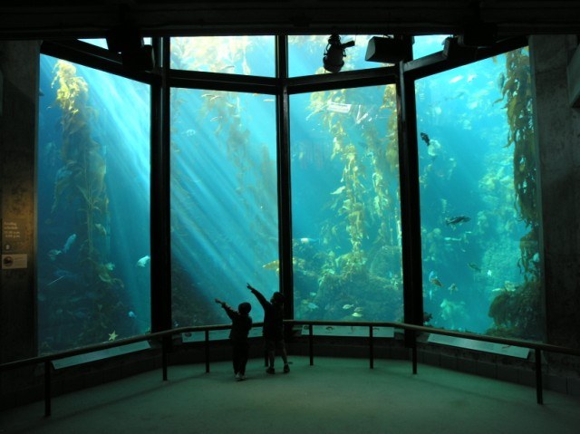 Monterey Bay Aquarium to offer free admission to veterans and active servicemen
