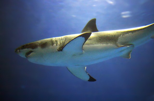 Monterey Bay Aquarium to suspend collection/display of great white sharks