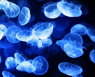 Myth-busting: Use vinegar, not urine for jellyfish stings