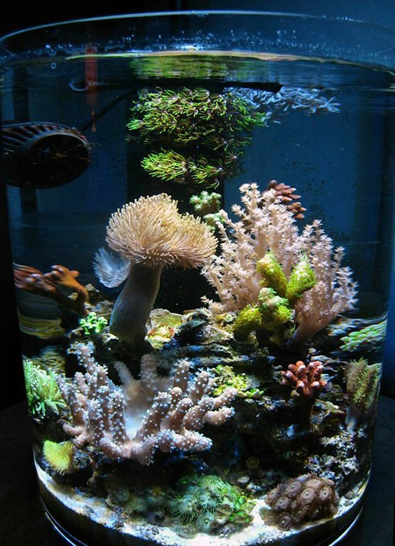 nanoreefwannabe's 5 gallon pico reef proves good things come in small packages