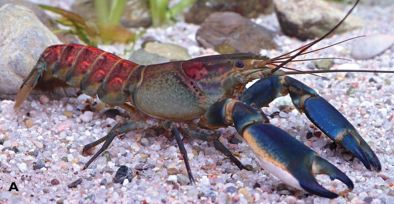 A new crazy crayfish!