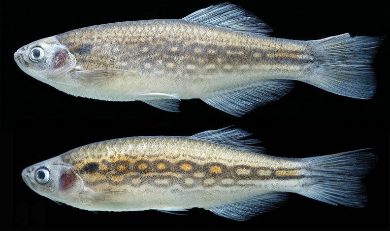 New Danio species