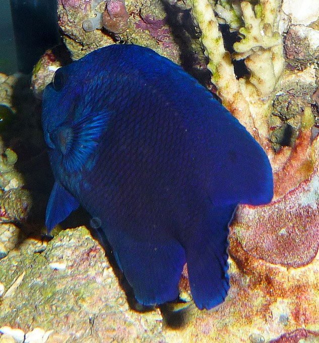 A new Dwarf Angelfish species 