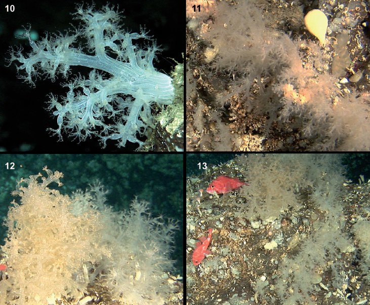 New family of soft coral discovered
