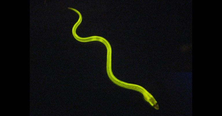 New fluorescent protein from eel revolutionizes key clinical assay