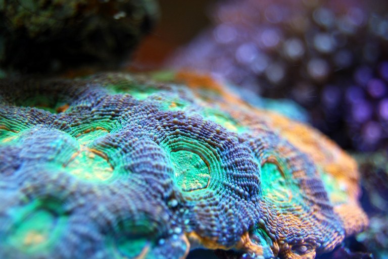New fun fact: Corals can produce omega-3 fatty acids