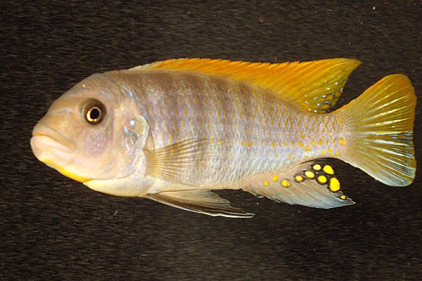 New Imaging Technique Reveals Unique Insights into Fish Locomotion
