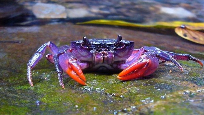 New purple crab found on Palawan Island in the Philippines