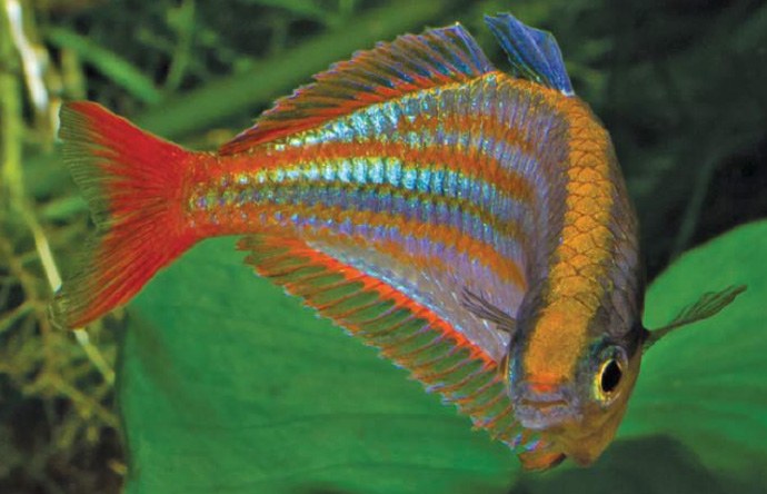 New rainbowfish really lives up to its name