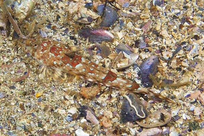 New species of reticulated dragonet discovered in Sweden