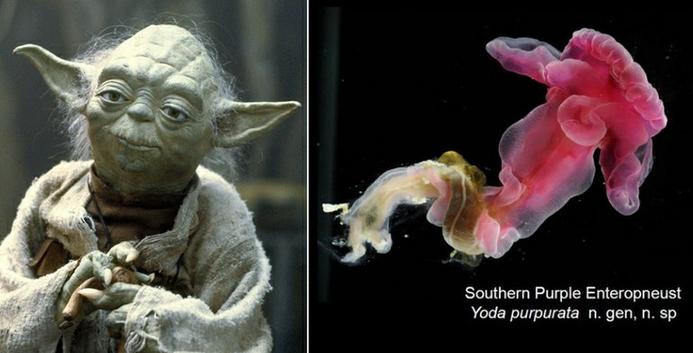 New species of sea worm named after Yoda, there is. Herh herh herh.