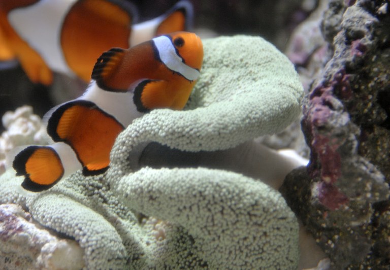 NMFS seeks public comments for status review of Percula clownfish for ESA listing
