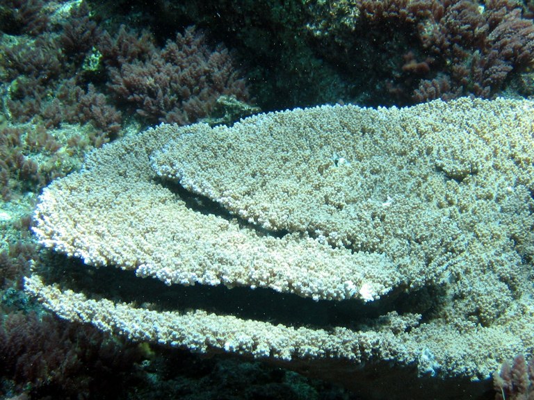 NOAA reports discovery of table coral, Acropora cytherea, off O'ahu in Hawaii