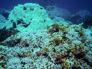NOAA study suggests coral reefs may persist longer than previously predicted, but ...