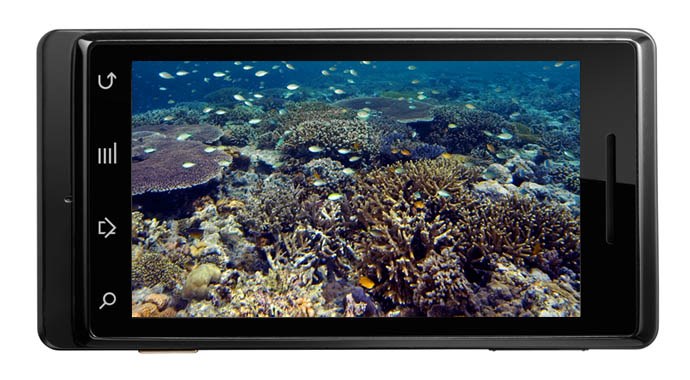 NOAA to develop "Coral App" to help educate the public about coral reefs