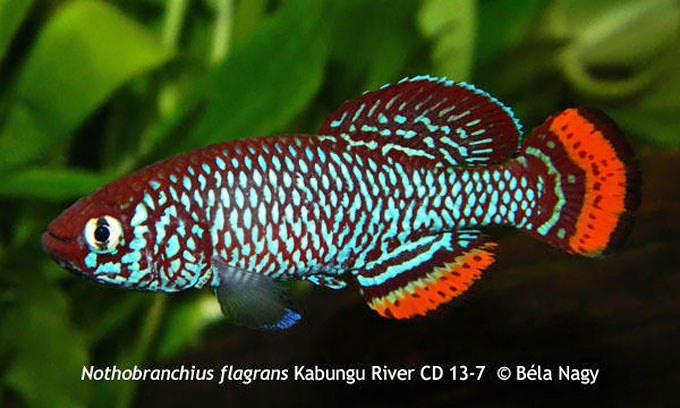 Nothobranchius flagrans, a gorgeous new killifish 
