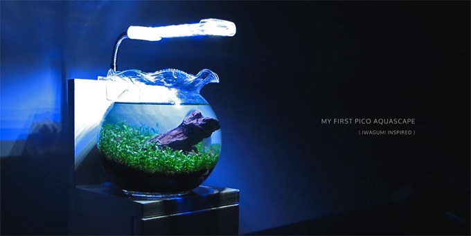 Now here's a tiny fishbowl I can get on board with!