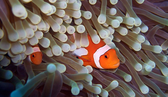 NSF awards UMass professor $850,000 to study clownfish/anemone symbiosis
