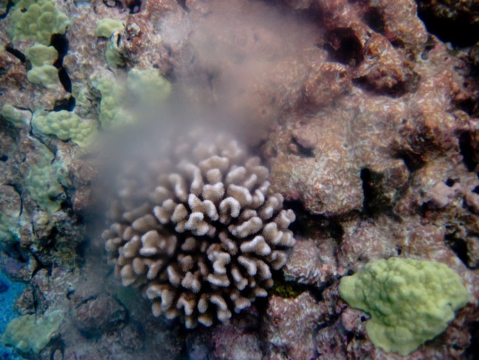 Ocean acidification changes the behavior of coral larvae