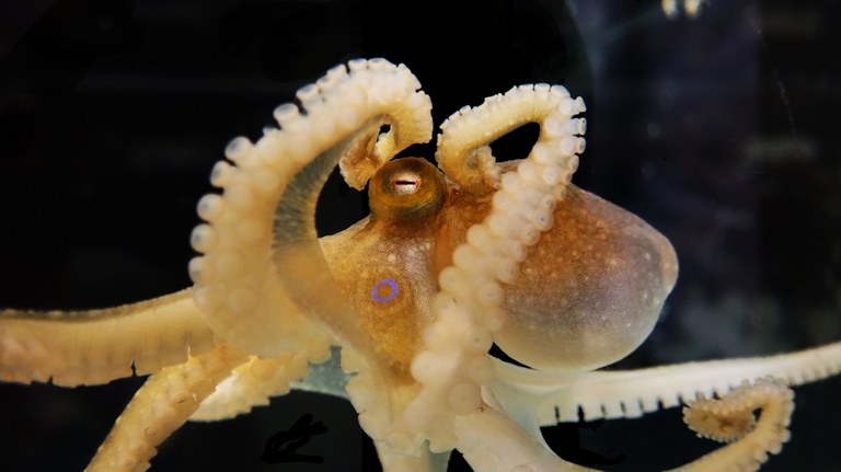 Octopus genome finally sequenced