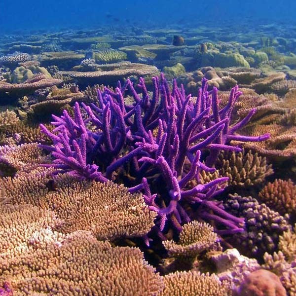Our coral reefs: In trouble - but tougher than we thought 