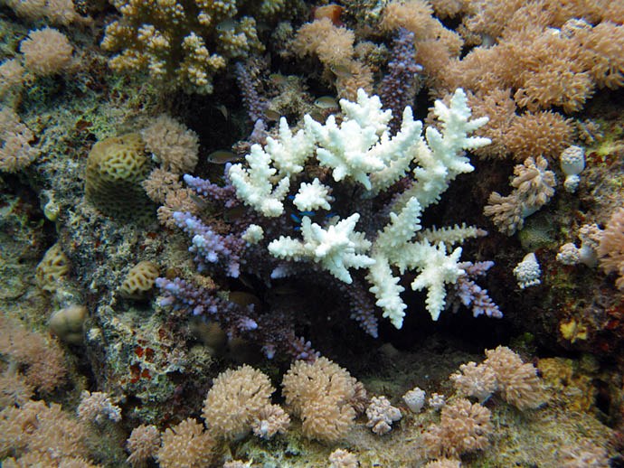 Pacific Islands May Become Refuge for Corals in a Warming Climate, Study Finds