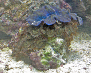 Palytoxin, the World's Second Deadliest Poison, Possibly Available at Your LFS