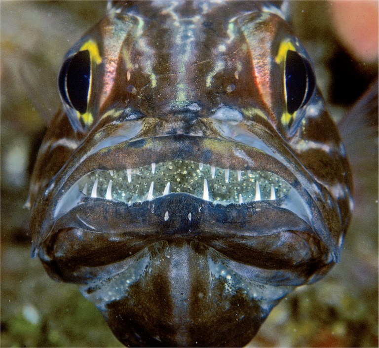 Parenting comes at a price for male cardinalfish