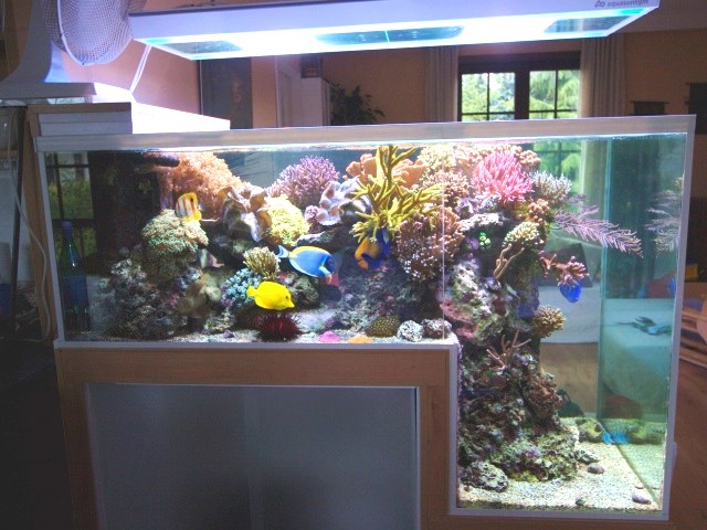 Philippe Grosjean's Unique Dropoff Reef Aquarium