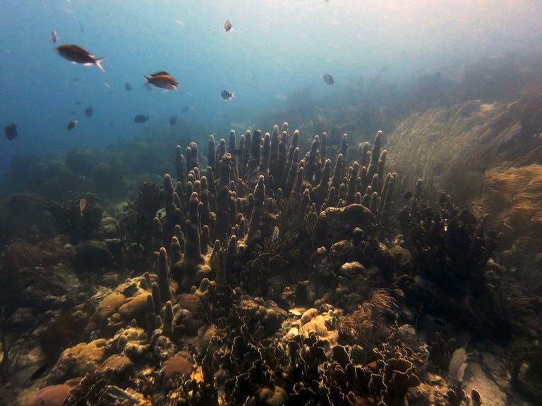 Pillar Corals bred in captivity for the first time