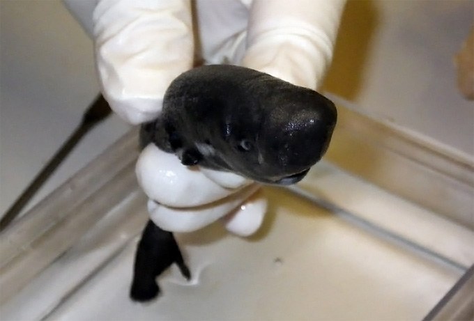 Pocket sharks are freaking weird and cute