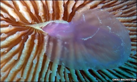 Predatory coral eats jellyfish 